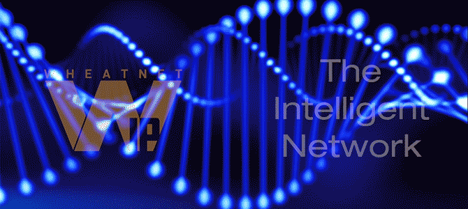 WheatNet IP DNA